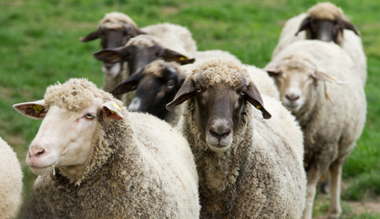 Herd of sheep stand on grass field