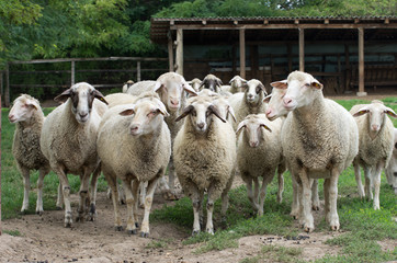 Herd of sheep stand on grass field