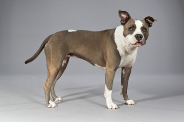 American bull terrier portrait. Brown with white spots. Studio s