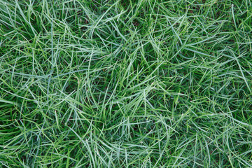Green leaves wall background and texture