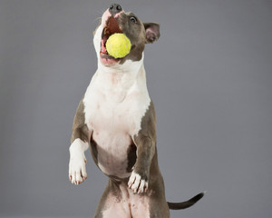 Catching a tennis ball american bull terrier portrait. Brown wit