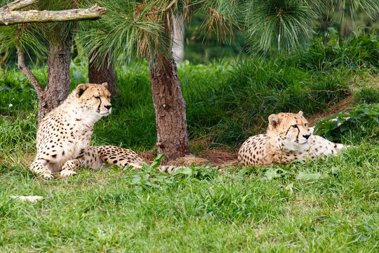 Cheeta's