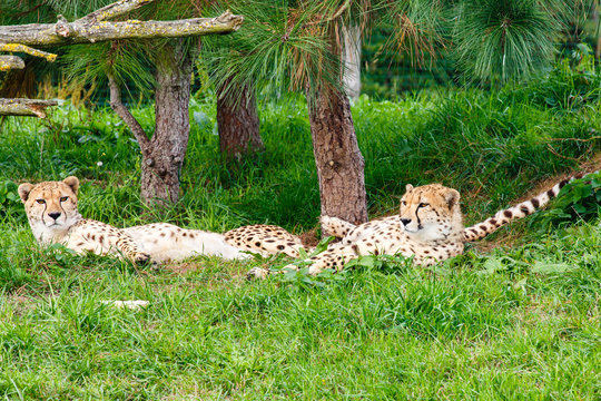 Cheeta's