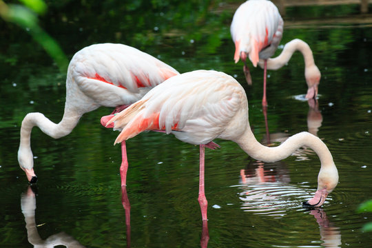 Europese flamingo