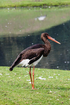 Bruine Ooievaar