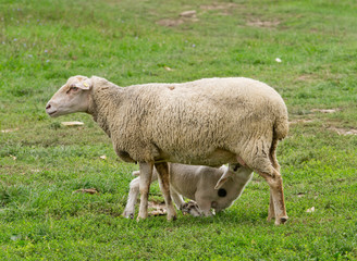 Lamb is sucking mothers milk on grass land