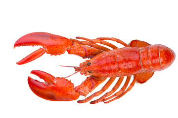 Isolated Red Lobster