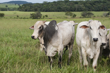 Fototapeta premium Cows and bulls on a farm in Mato Grosso