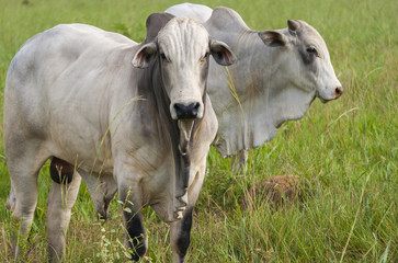 Cows and bulls on a farm in Mato Grosso
