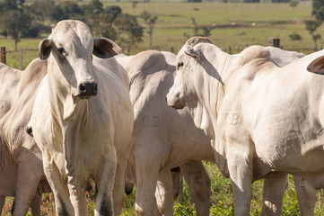 Naklejka na ściany i meble Cows and bulls on a farm in Mato Grosso