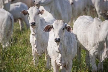 Cows and bulls on a farm in Mato Grosso