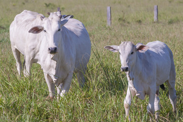 Cows and bulls on a farm in Mato Grosso