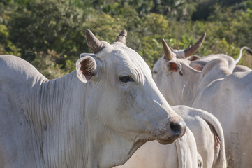Cows and bulls on a farm in Mato Grosso