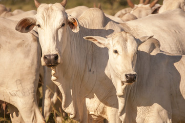 Cows and bulls on a farm in Mato Grosso