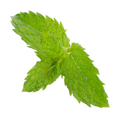 Fresh mint close up