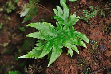 Beautiful fern shape on damp ground.