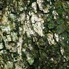 bark texture
