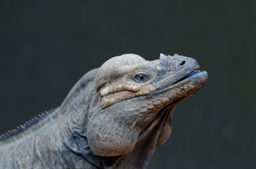 Obraz premium head iguana