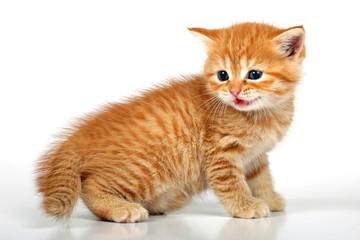 Fototapeta na wymiar Perski kot syczy