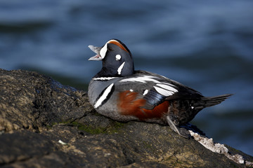 Harlequin duck, Histrionicus histrionicus,