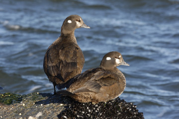 Harlequin duck, Histrionicus histrionicus,