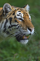 Fototapeta na wymiar Portret z tygrysa