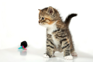 Aufmerksames Kätzchen