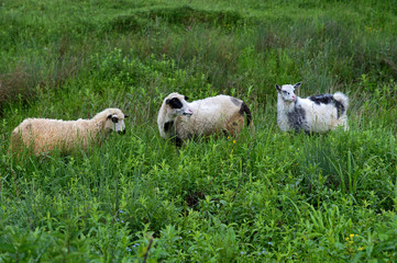 Fototapeta premium Sheep graze in a pasture in the mountains