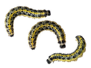 Caterillar of Large cabbage white butterfly - Pieris brassicae