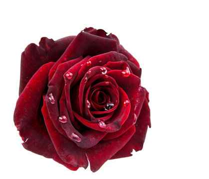 dark red rose