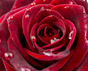 beautiful red rose with drops close up