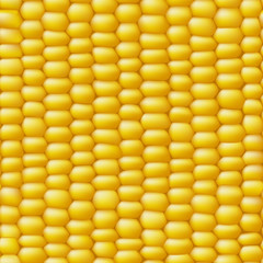 Corn vector seamless realistic texture