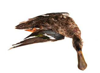 The showeler duck (Anas clypeata)