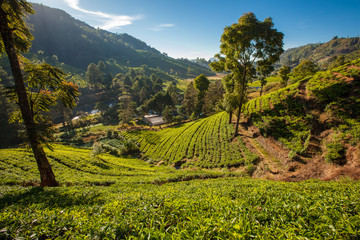 Landscape with green fields of tea in Sri Lanka