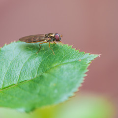 Fototapeta premium Just Waiting Around