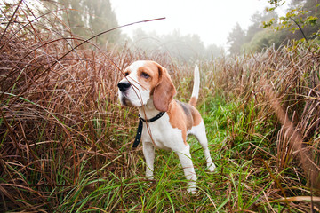 beagle in forest