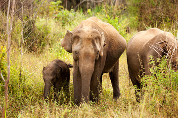 Fototapeta na wymiar Rodzina słoń w parku narodowego na Sri Lance
