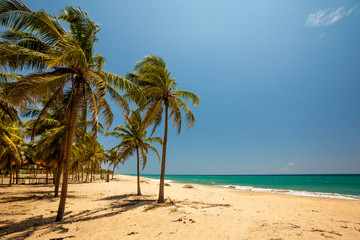 Fototapeta na wymiar Palmy na tropikalnym wybrzeżu w Sri Lance