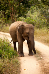 Naklejka premium Elephant family in national park in Sri Lanka