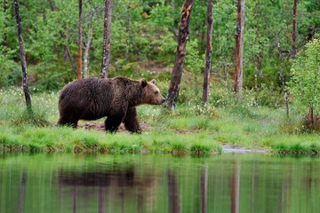 Brown Bear in the rain
