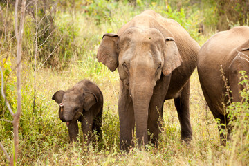 Elephant family in national park in Sri Lanka