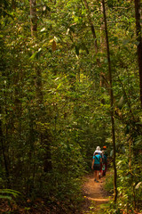 Obraz premium Trekker walks in jungles in Sri Lanka