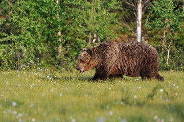 Brown Bear walking