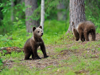 Brown bear cub in the forest © Erik Mandre