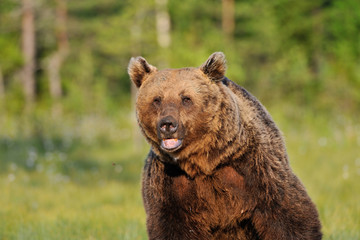 Naklejka premium Big Brown Bear (Ursus Arctos) portrait