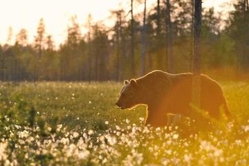 Old brown bear (Ursus arctos) walking in sunset