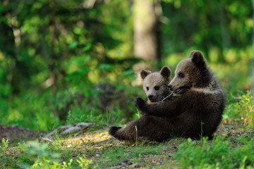 Obraz premium Brown bear cubs