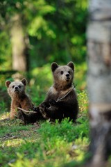 Brown bear cubs in the forest