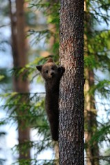 Bear cub on a tree