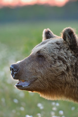 Fototapeta premium Old bear portrait